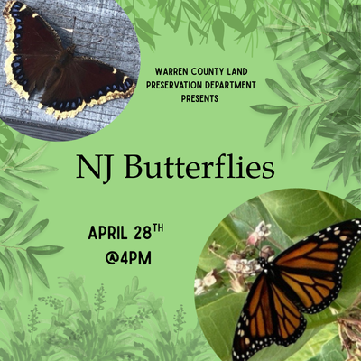 NJ Butterflies